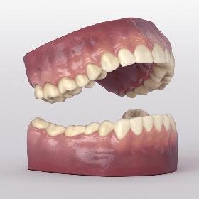 Teeth With Roots And Gums 3D model